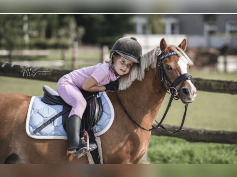 Anglo European Studbook Mare 15 years 11,2 hh Sorrel in HarkemaH