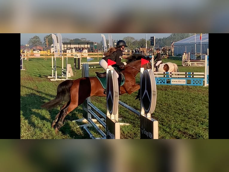 Anglo European Studbook Mare 16 years 13,1 hh Brown in Olen