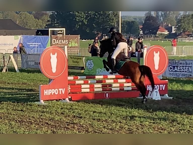 Anglo European Studbook Mare 16 years 13,1 hh Brown in Olen