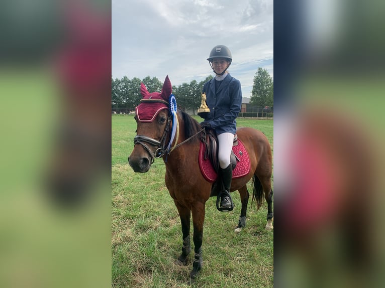 Anglo European Studbook Mare 16 years 13,1 hh Brown in Olen