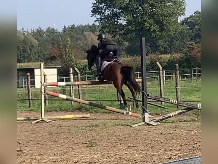 Anglo European Studbook Mare 16 years 13,1 hh Brown in Olen