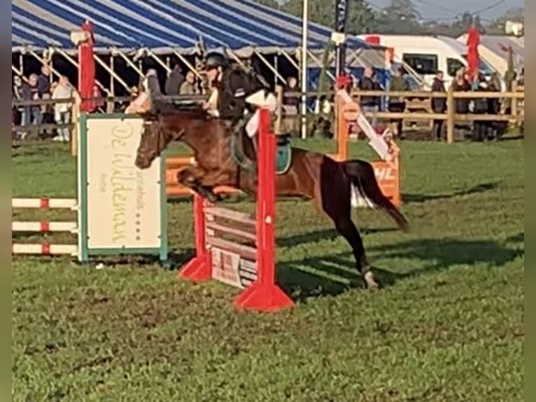 Anglo European Studbook Mare 16 years 13,1 hh Brown in Olen