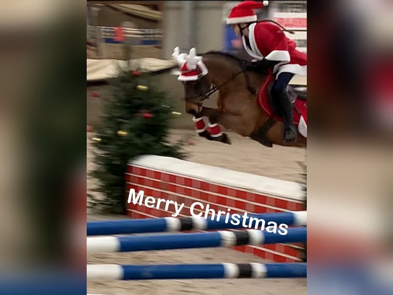 Anglo European Studbook Mare 17 years 13,1 hh Brown in Olen