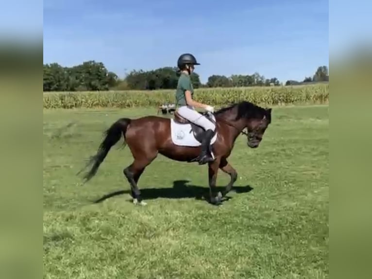 Anglo European Studbook Mare 17 years 13,1 hh Brown in Olen