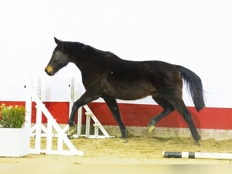 Anglo European Studbook Mare 17 years 16,2 hh Brown in Waddinxveen