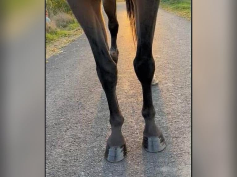 Anglo European Studbook Mare 18 years 16,1 hh Brown in Weelde