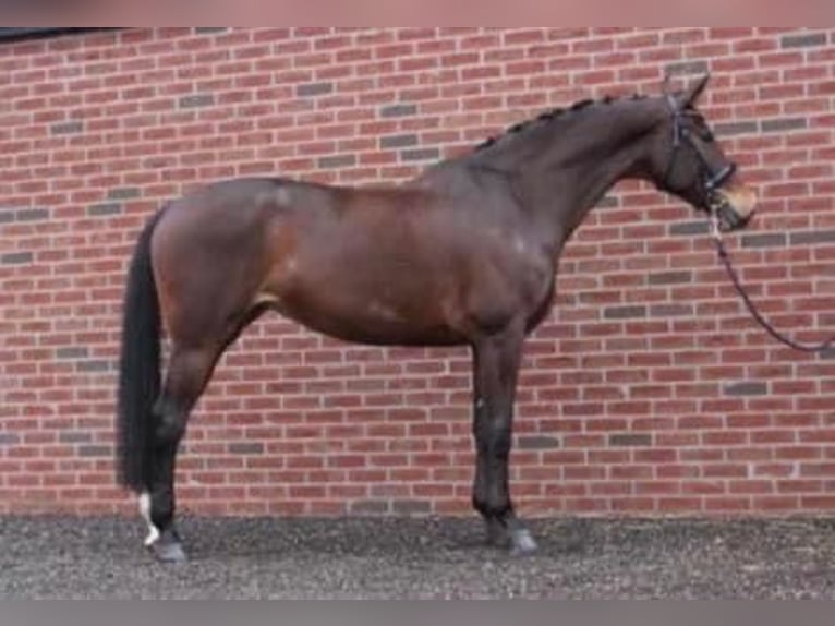 Anglo European Studbook Mare 18 years 16,1 hh Brown in Weelde