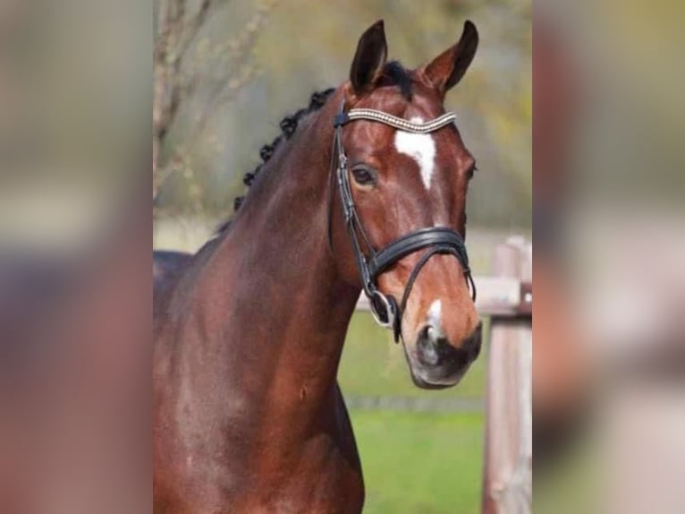 Anglo European Studbook Mare 18 years 16,1 hh Brown in Weelde