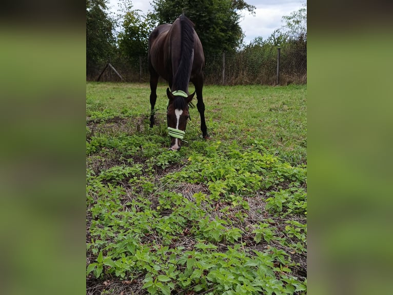 Anglo European Studbook Mare 19 years 16 hh Bay-Dark in Wrocław