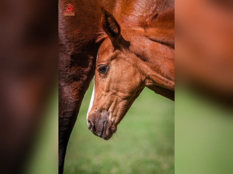 Anglo European Studbook Mare 1 year 13,1 hh Chestnut-Red in GROTE-BROGEL