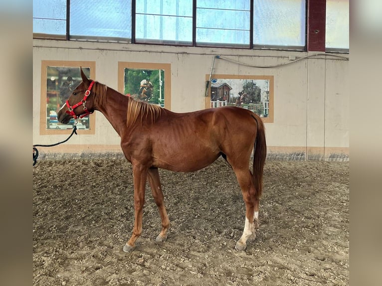 Anglo European Studbook Mare 1 year 13,1 hh Chestnut-Red in GROTE-BROGEL