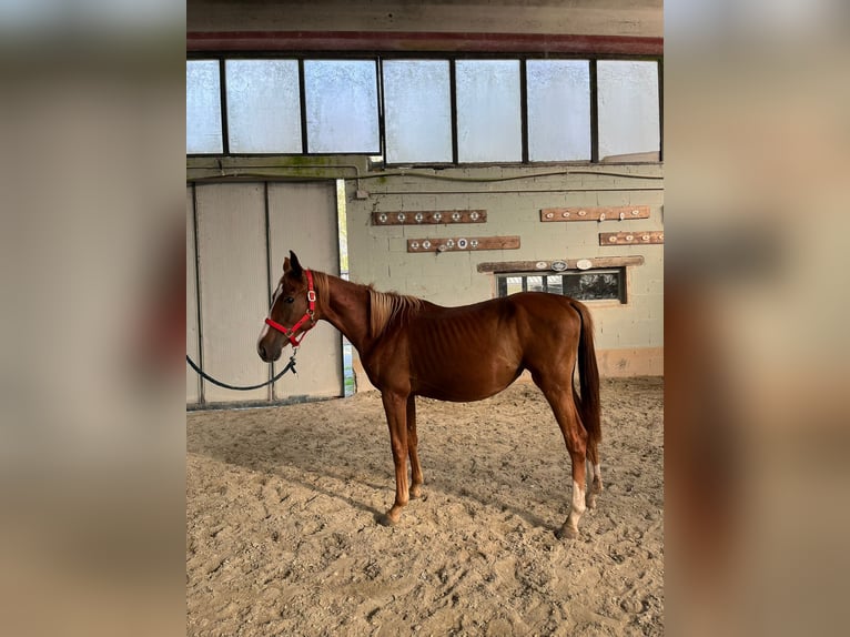 Anglo European Studbook Mare 1 year 13,1 hh Chestnut-Red in GROTE-BROGEL