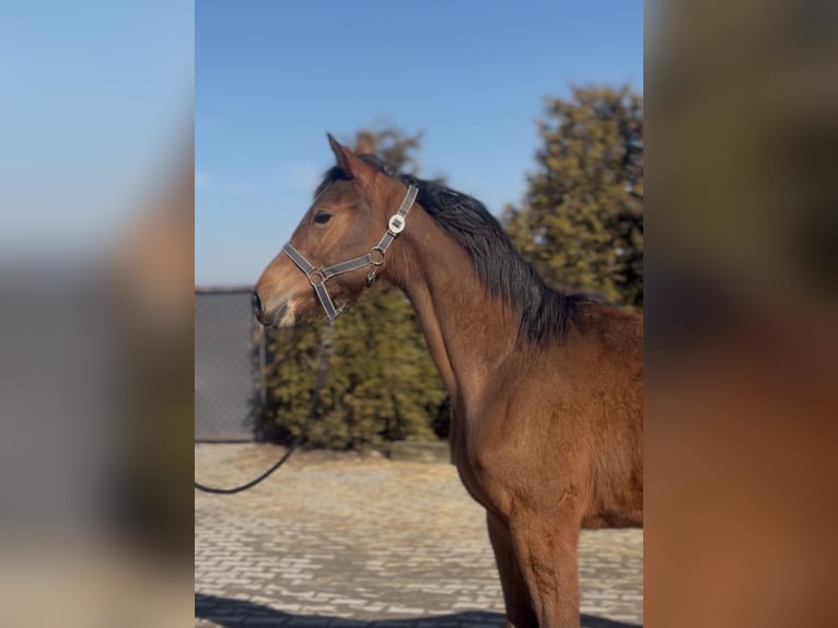 Anglo European Studbook Mare 1 year 14.1 hh Bay in Radziejow