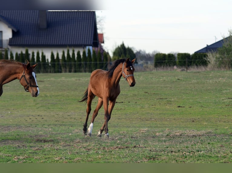 Anglo European Studbook Mare 1 year 14.1 hh Bay in Radziejow