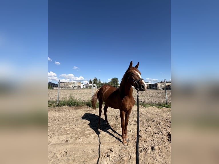 Anglo European Studbook Mare 1 year 15.2 hh Chestnut-Red in Damasławek