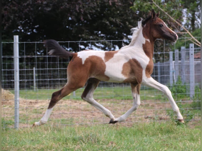 Anglo European Studbook Mare 1 year 15,2 hh Pinto in Westrozebeke
