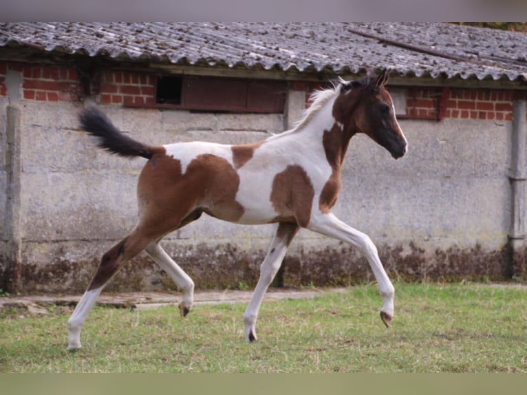 Anglo European Studbook Mare 1 year 15,2 hh Pinto in Westrozebeke