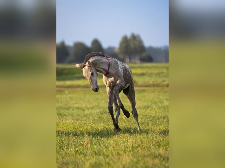 Anglo European Studbook Mare 1 year 16.2 hh Leopard-Piebald in SIEDLISKA