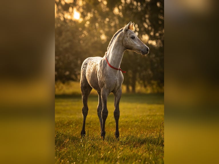 Anglo European Studbook Mare 1 year 16.2 hh Leopard-Piebald in SIEDLISKA