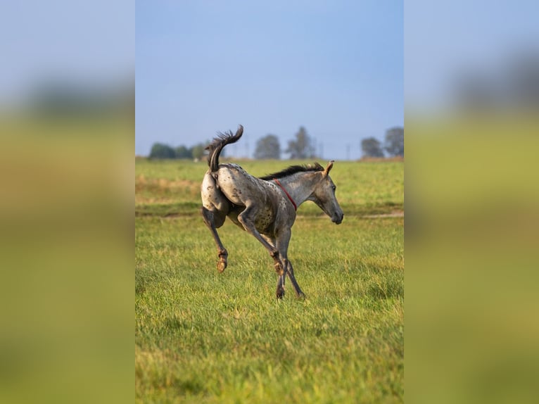 Anglo European Studbook Mare 1 year 16.2 hh Leopard-Piebald in SIEDLISKA