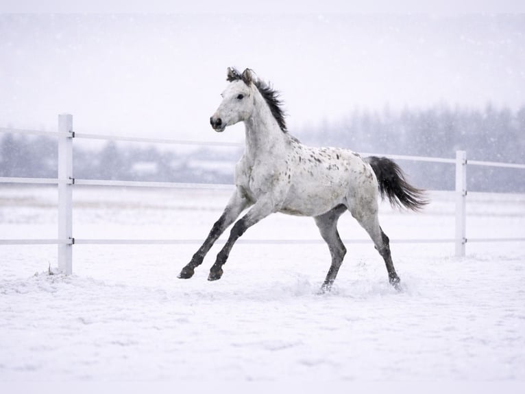 Anglo European Studbook Mare 1 year 16.2 hh Leopard-Piebald in SIEDLISKA