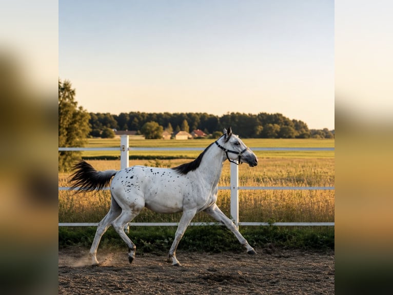 Anglo European Studbook Mare 1 year 16.2 hh Leopard-Piebald in SIEDLISKA