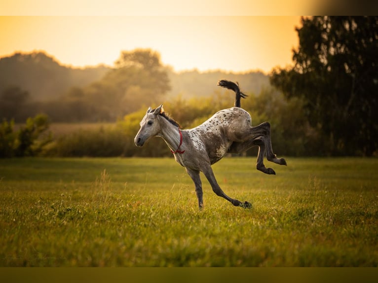 Anglo European Studbook Mare 1 year 16.2 hh Leopard-Piebald in SIEDLISKA
