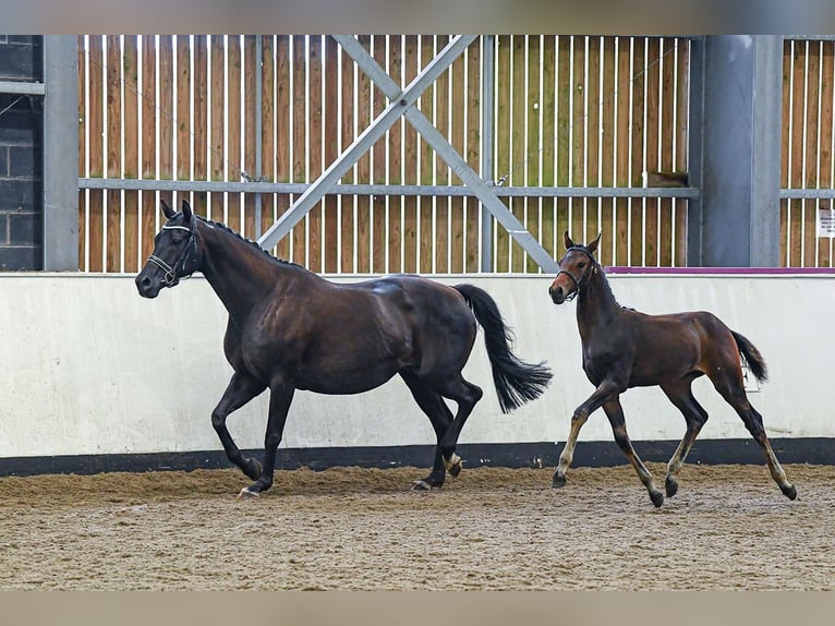 Anglo European Studbook Mare 1 year 16 hh Brown in Stafford