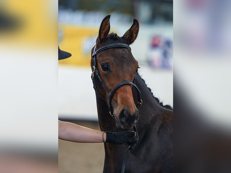 Anglo European Studbook Mare 1 year 16 hh Brown in Stafford