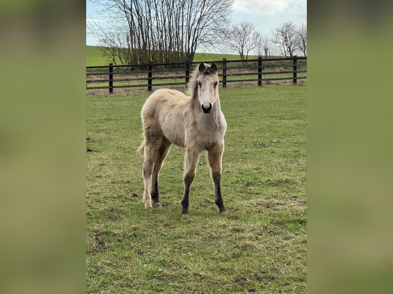 Anglo European Studbook Mare 1 year 16 hh Buckskin in Settle