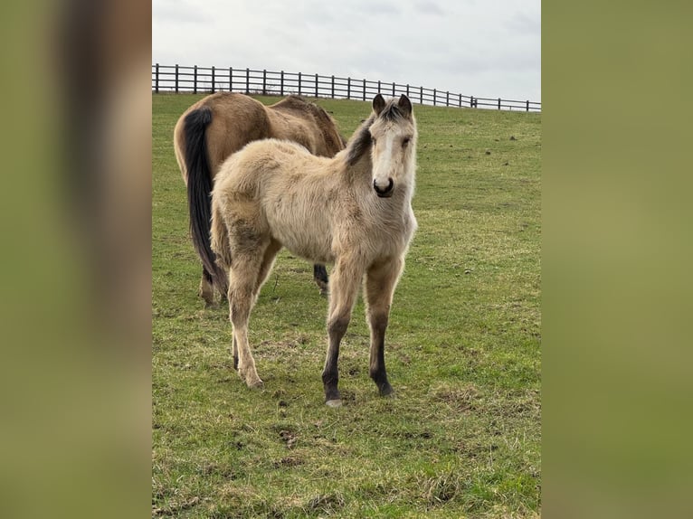 Anglo European Studbook Mare 1 year 16 hh Buckskin in Settle