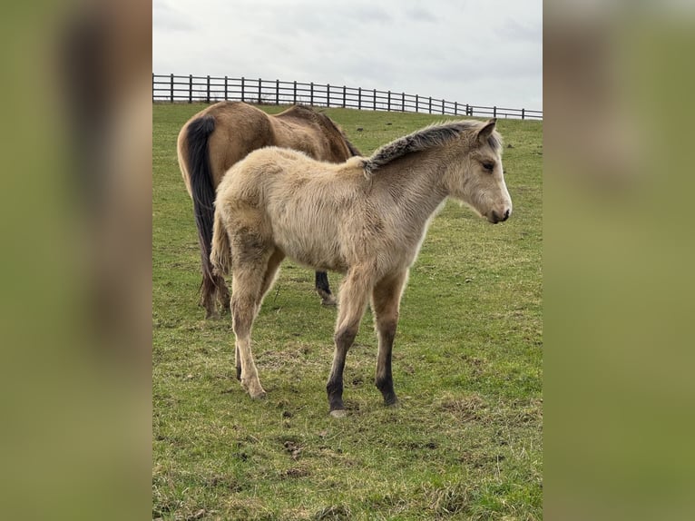 Anglo European Studbook Mare 1 year 16 hh Buckskin in Settle