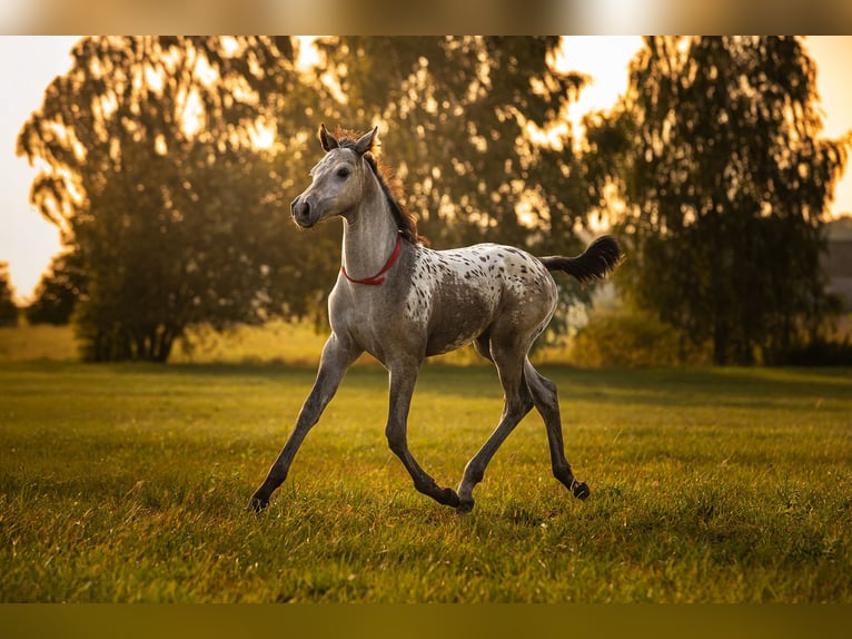 Anglo European Studbook Mare 1 year 16,2 hh Leopard-Piebald in siedliska