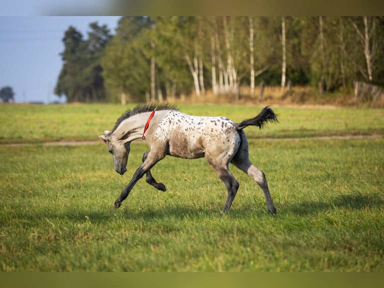 Anglo European Studbook Mare 1 year 16,2 hh Leopard-Piebald in siedliska