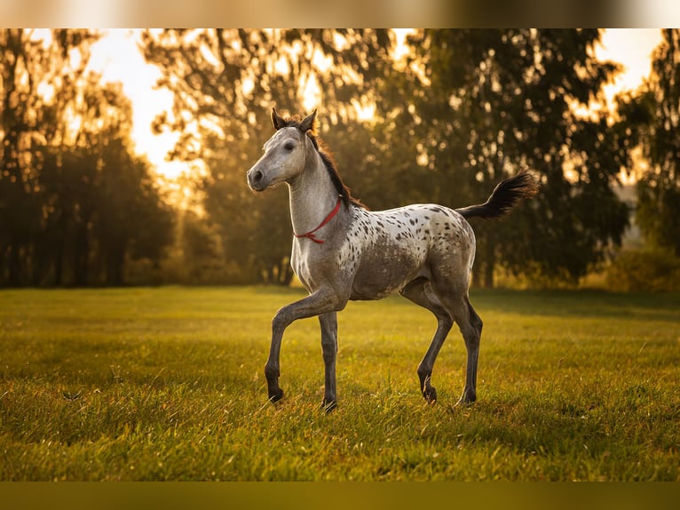 Anglo European Studbook Mare 1 year 16,2 hh Leopard-Piebald in siedliska