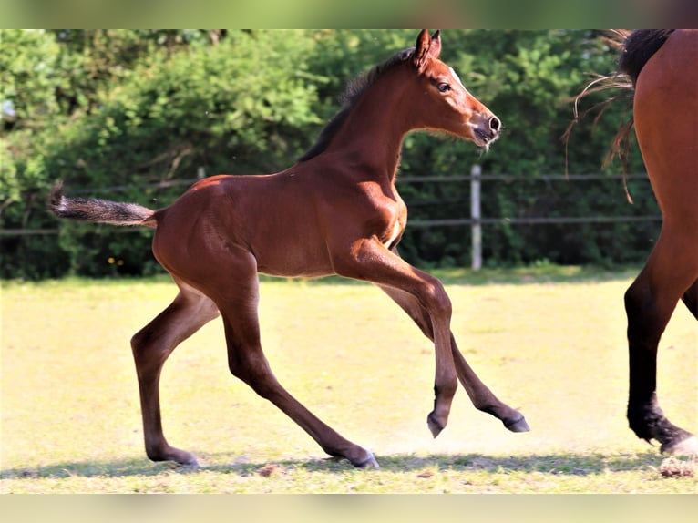 Anglo European Studbook Mare 1 year Bay in Bouée