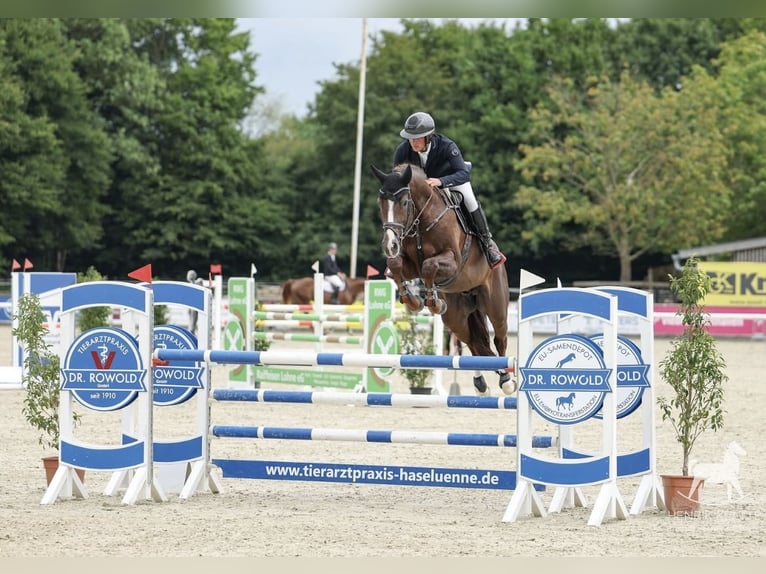 Anglo European Studbook Mare 1 year Chestnut in Uk