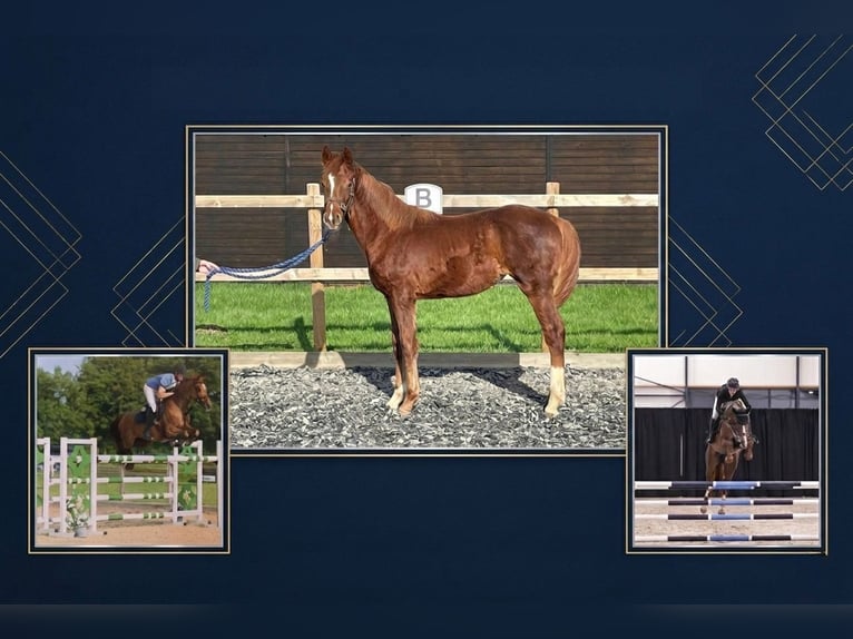 Anglo European Studbook Mare 1 year Chestnut in Uk