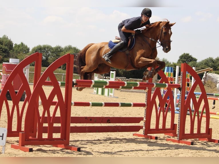 Anglo European Studbook Mare 1 year Chestnut in Uk