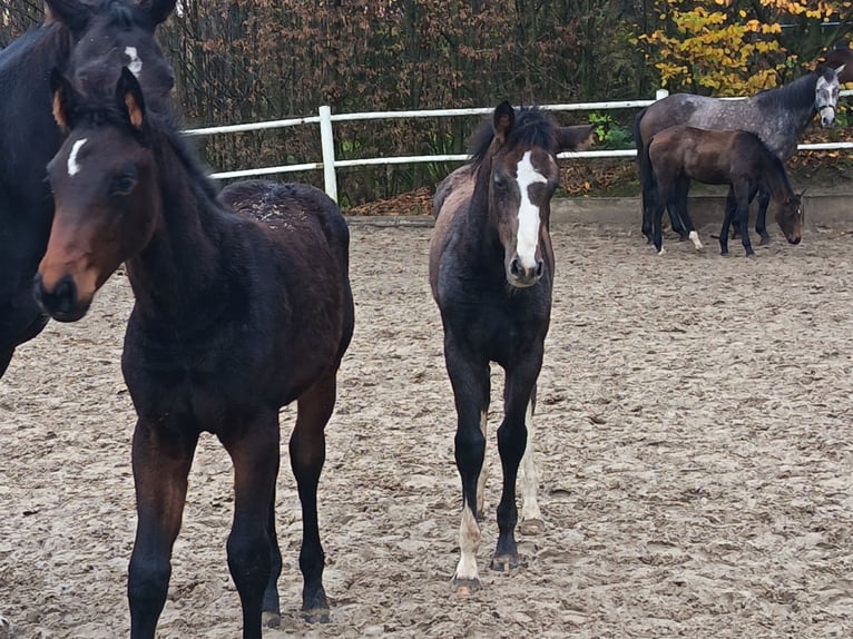 Anglo European Studbook Mare 1 year in Gummersbach