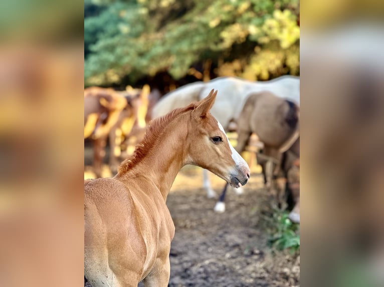 Anglo European Studbook Mare 1 year in Ewelin