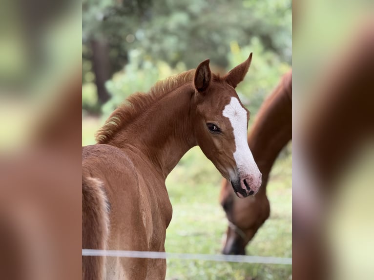 Anglo European Studbook Mare 1 year in Ewelin