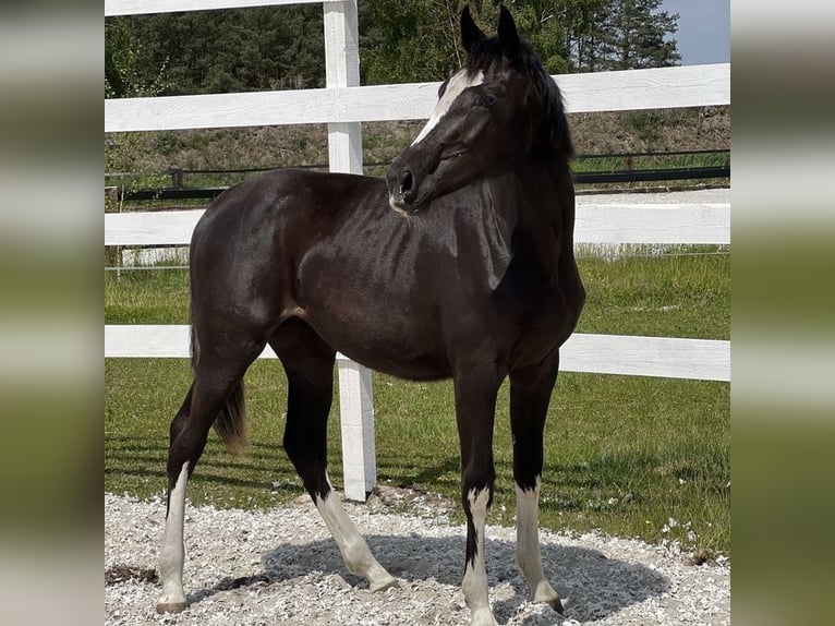 Anglo European Studbook Mare 1 year in D&#x105;br&#xF3;wka Dolna