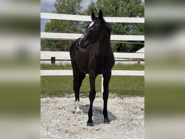 Anglo European Studbook Mare 1 year in Opole
