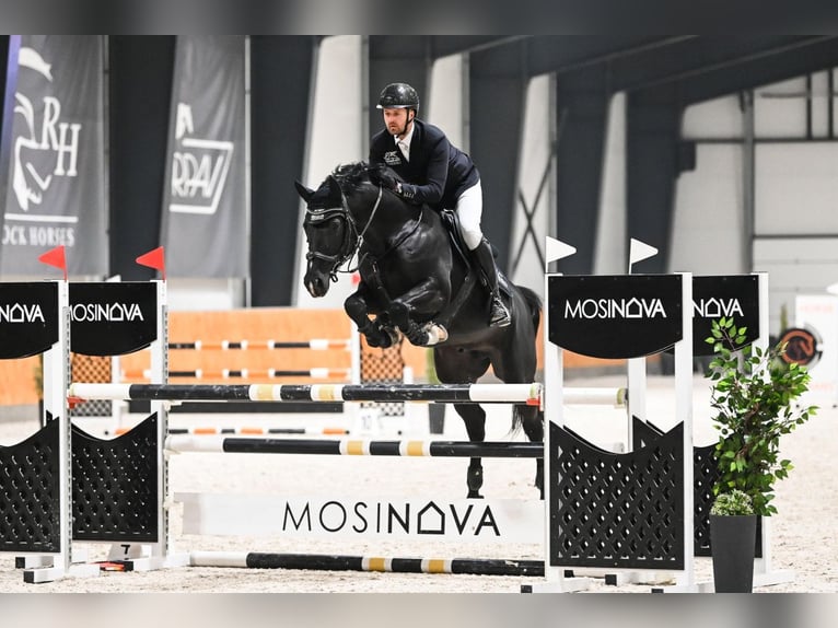 Anglo European Studbook Mare 1 year in Opole