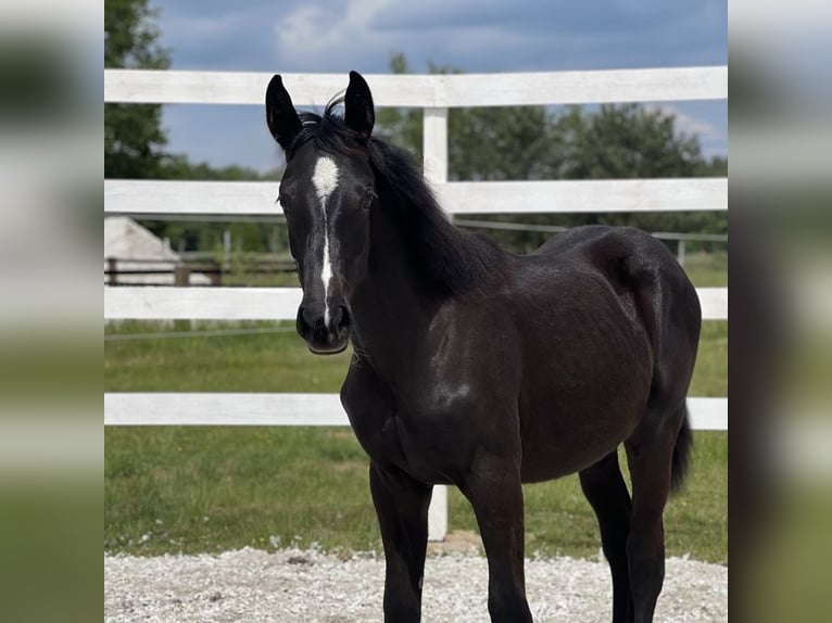 Anglo European Studbook Mare 1 year in Opole