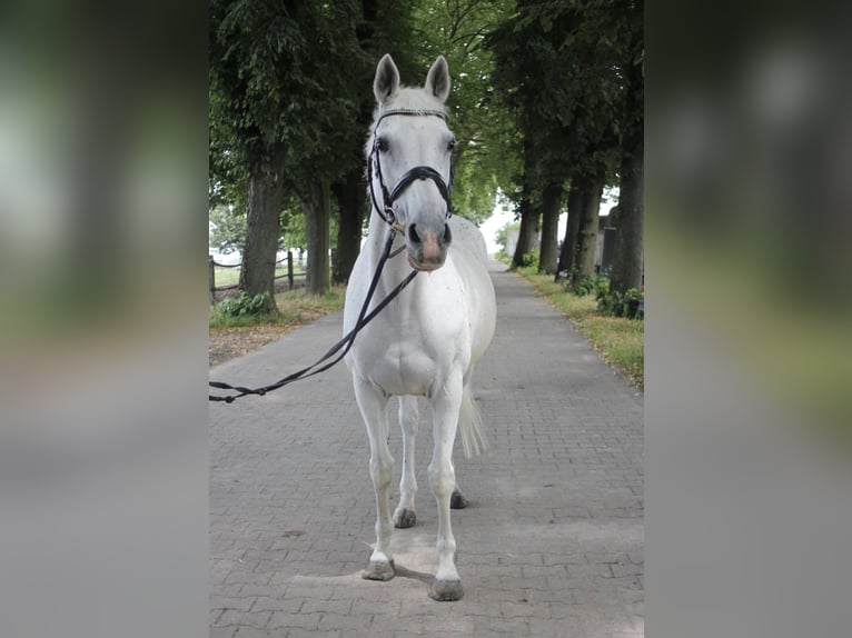 Anglo European Studbook Mare 22 years 15,2 hh Gray in Kaarst