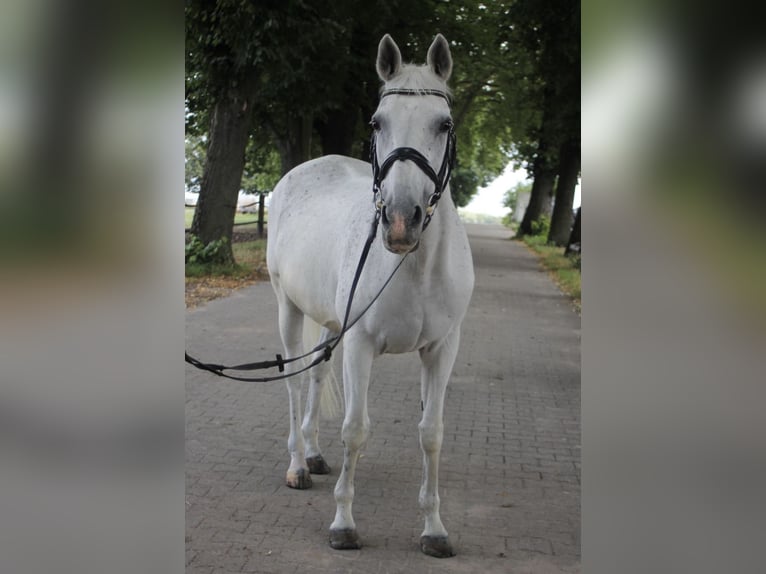 Anglo European Studbook Mare 22 years 15,2 hh Gray in Kaarst