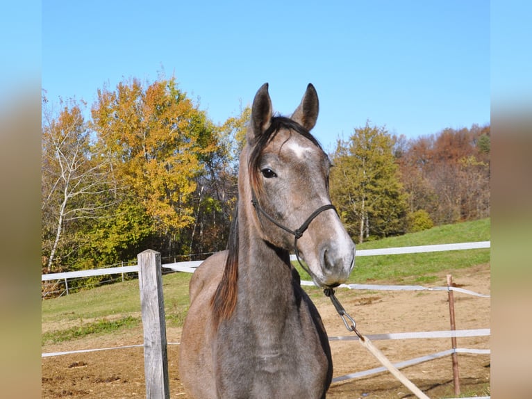 Anglo European Studbook Mare 2 years 14,1 hh Gray-Dark-Tan in Mozirje