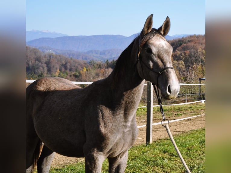 Anglo European Studbook Mare 2 years 14,1 hh Gray-Dark-Tan in Mozirje